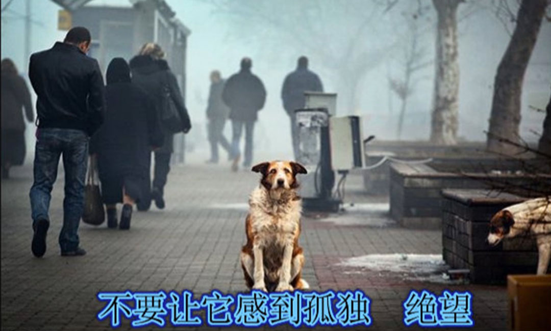 昌都昌都爱影圈微博微信转发案例